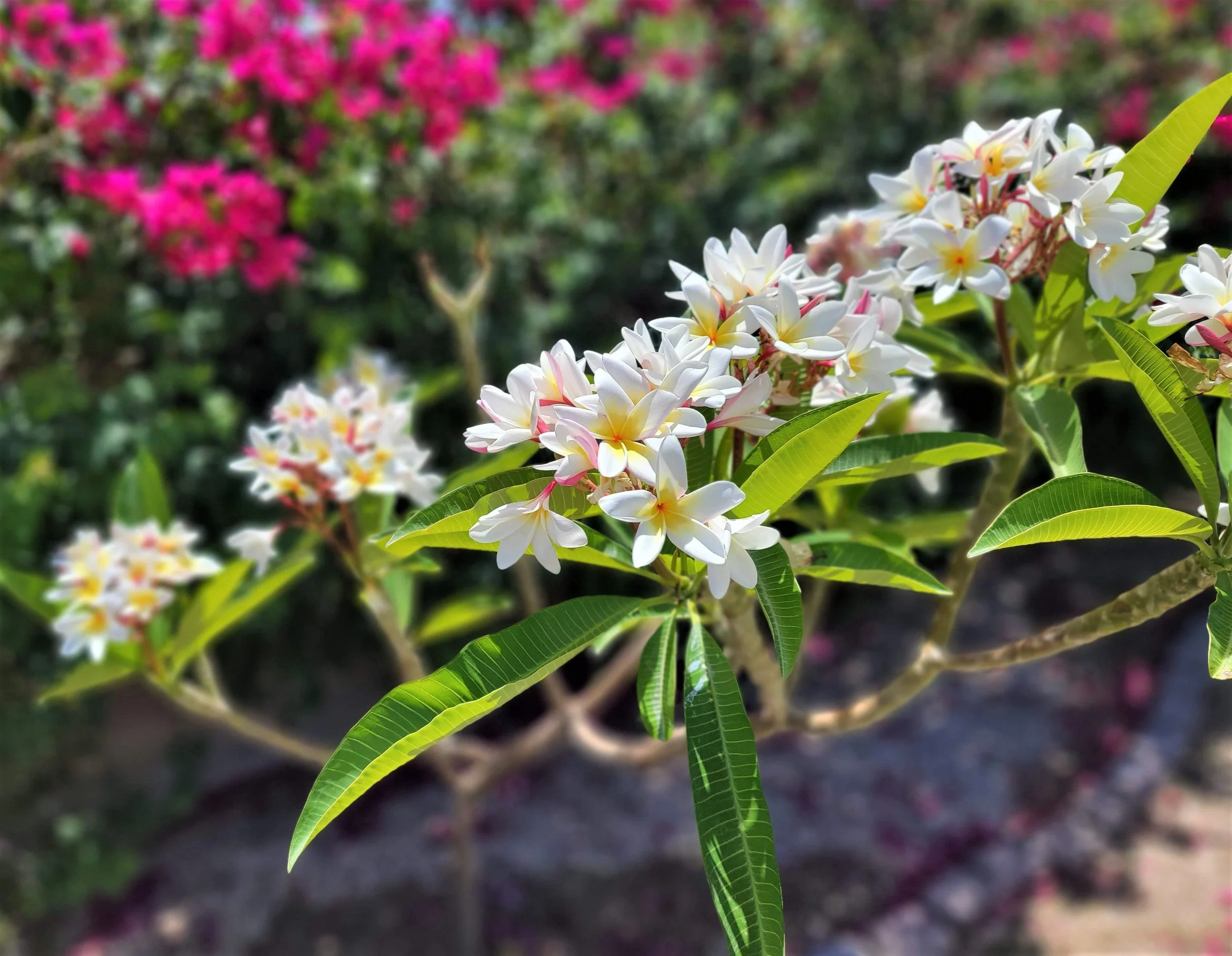 Plumeria — Grow — Write On Rubee